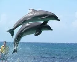 Hotel Paradise Turtle Towers Apartments Ocho Rios
